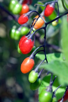 Bittersuesser, Nachtschatten, Solanum, dulcamara