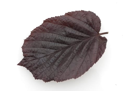 Haselnussblatt
