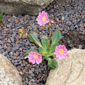 Bitterwurz, Lewisia cotyledon