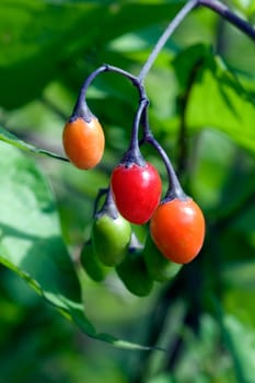 Bittersuesser Nachtschatten  Solanum dulcamara
