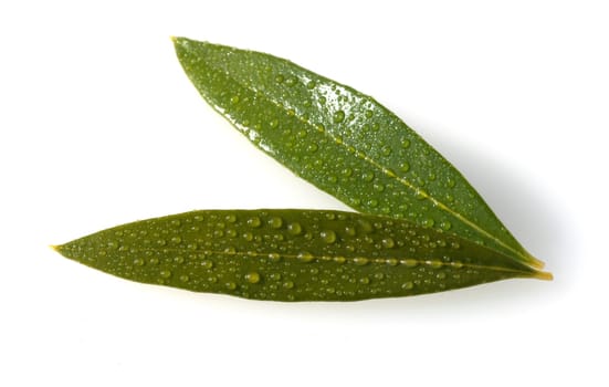 Olivenblaetter