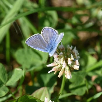 Blaeuling  Plebeius  argyrognomon