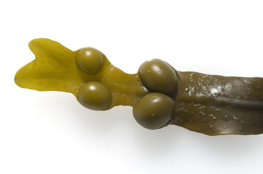 Blasentang,  Fucus vesiculosus