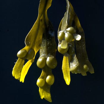 Blasentang, Fucus, vesiculosus, Alge, Heilpflanze, Heilpflanzen