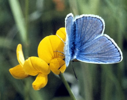 Kronwicken-Blaeuling  Plebeius  argyrognomon  Blaeuling