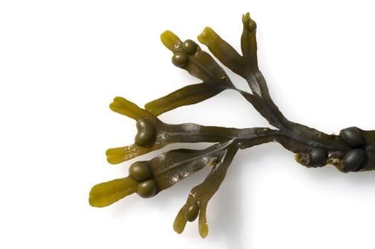Blasentang  Fucus vesiculosus