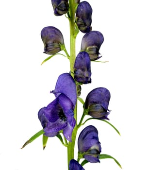 Blauer Eisenhut  Aconitium Napellus