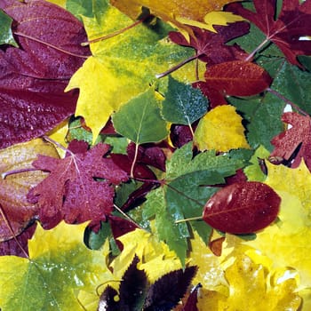 Bunte Herbstblaetter