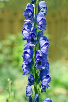 Blauer Eisenhut  Aconitium
