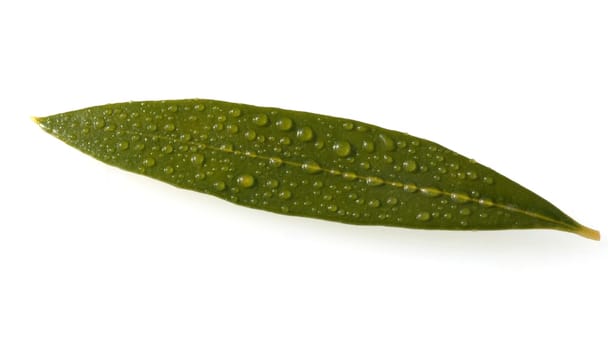 Olivenblaetter