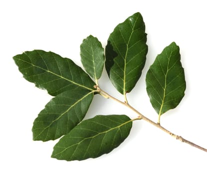 Korkeiche, Quercus suber, ist der Baum von dessen Rinde die Korken fuer Weinflaschen gemacht werden. Cork oak, Quercus suber, is the tree from whose bark the corks are made for wine bottles.