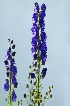 Blauer Eisenhut, Aconitium Napellus