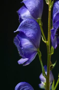Blauer Eisenhut  Aconitium Napellus