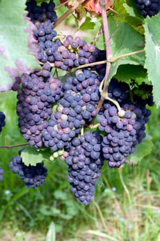 Blauer Spaetburgunder, Pinot noir