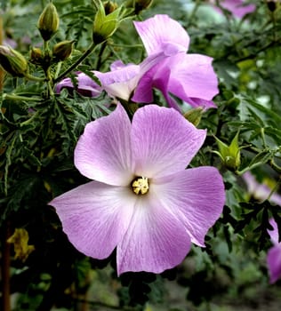 Blauer Hibiskus, Alyogyne, Huegelii