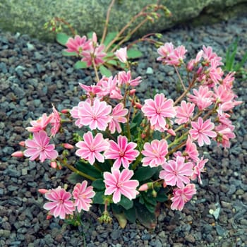 Bitterwurz, Lewisia cotyledon