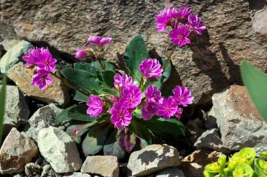 Bitterwurz, Lewisia, Cotyledon