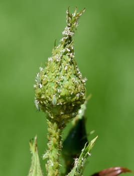 Blattlaeuse, Aphidina, Insekt