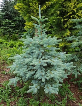 Blaufichte  Fichte  Picea  pungens  Stechfichte
