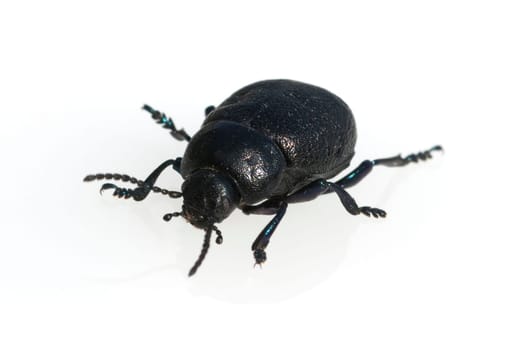Blattkaefer, Chrysolina sturmi
