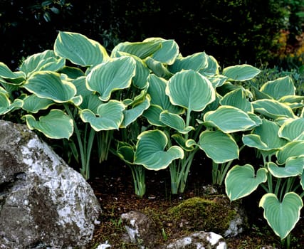 Blaublattfunkie, Funkie, Hosta sieboldii, Elegans