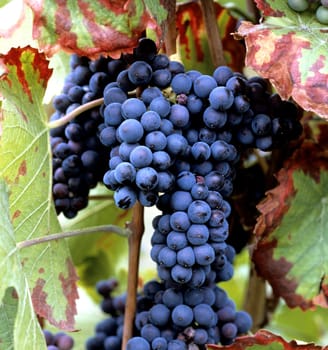 Blauer Spaetburgunder, Pinot noir, Rotwein, Wein, Weinpflanzen, Reben, Fruechte, Beeren, Obst
