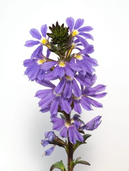 Blaue Faecherblume, Scaevola aemula