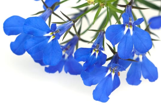 Blaue Faecherblume, Scaevola aemula
