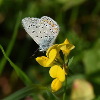 Blaeuling  Plebeius  argyrognomon