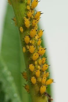 Blattlaeuse  Aphidina, Insekt  Blattlaus