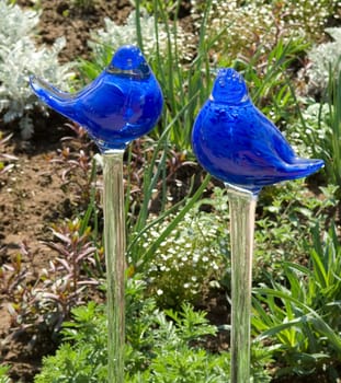 Blauer Glasvogel