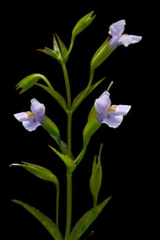 Gauklerblume  Mimulus ringens  Blaue