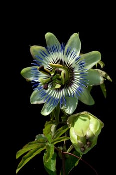 Blaue Passionsblume  Passionsblume  Passiflora caerulea