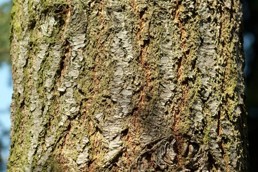 Douglasie, Pseudotsuga, menziesii