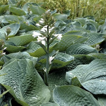 Blaublattfunkie, Hosta sieboldii, Hosta
