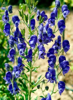 Blauer Eisenhut  Aconitium Napellus