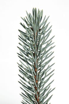 Blaufichte, Fichte, Picea, pungens, Stechfichte