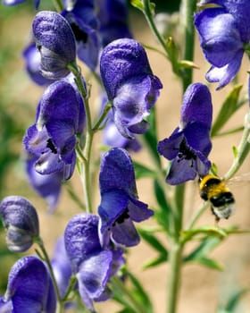 Blauer Eisenhut  Aconitium Napellus