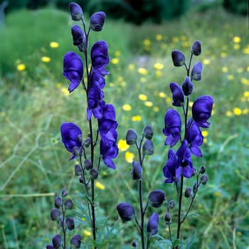 Blauer Eisenhut, Aconitium Napellus