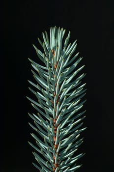 Blaufichte, Fichte, Picea, pungens, Stechfichte