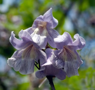 Blauglockenbaum, Paulownia, tomentosa