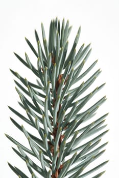 Blaufichte, Fichte, Picea, pungens, Stechfichte