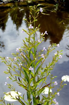 Gauklerblume  Mimulus ringens  Blaue Gauklerblume