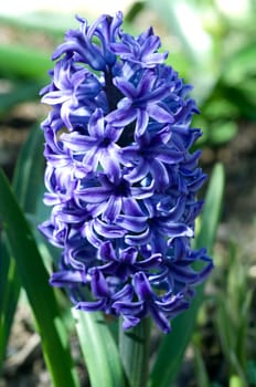 Blaue Hyazinthe