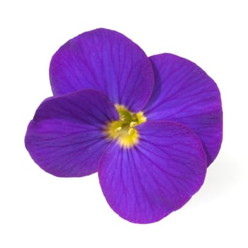 Blaukissen  Aubrieta