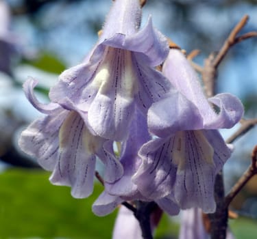 Blauglockenbaum, Paulownia, tomentosa