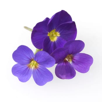 Blaukissen  Aubrieta