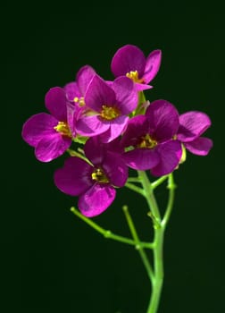 Blaukissen  Aubrieta