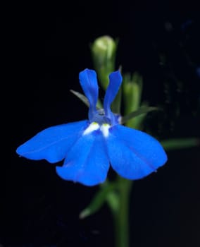 Blaue Faecherblume, Scaevola aemula
