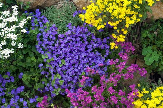 Blaukissen  Aubrieta